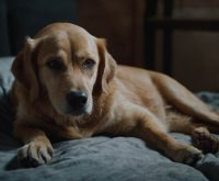 what can you give a dog for nausea
