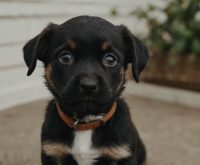 puppy not eating much but acting normal