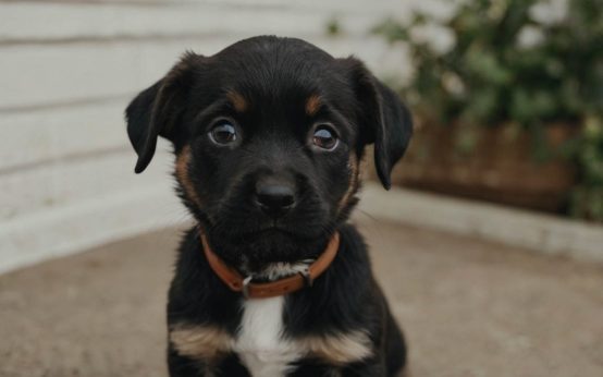 puppy not eating much but acting normal