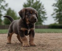 how to teach a puppy to shake
