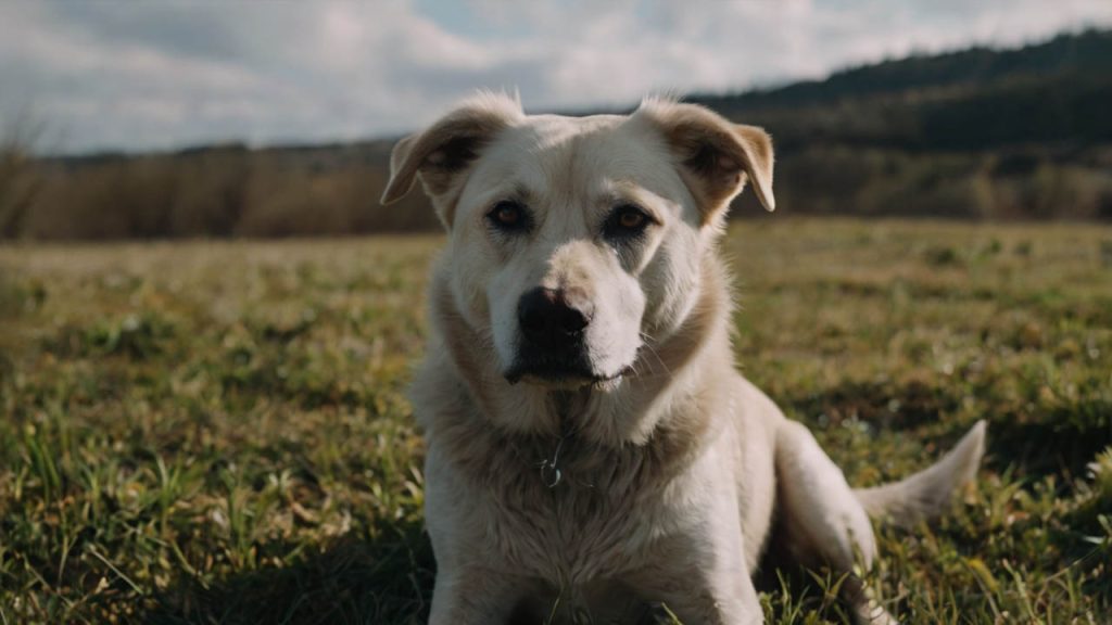 older dog not eating but acting normal