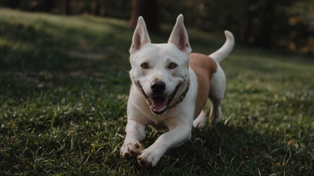 how to train a dog not to bite