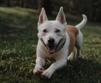 how to train a dog not to bite