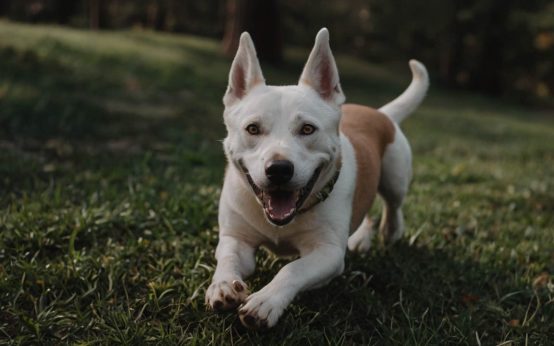 how to train a dog not to bite
