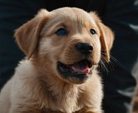 why do puppies get hiccups