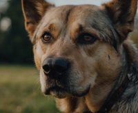 older dog not eating but acting normal