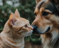 how to introduce dogs to cats