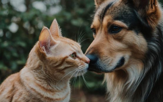 how to introduce dogs to cats