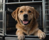 how to crate train an adult dog