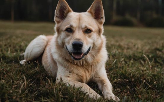 dog skin irritation treatment