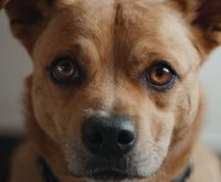 dog anxiety treatment