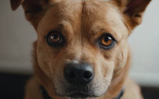 dog anxiety treatment