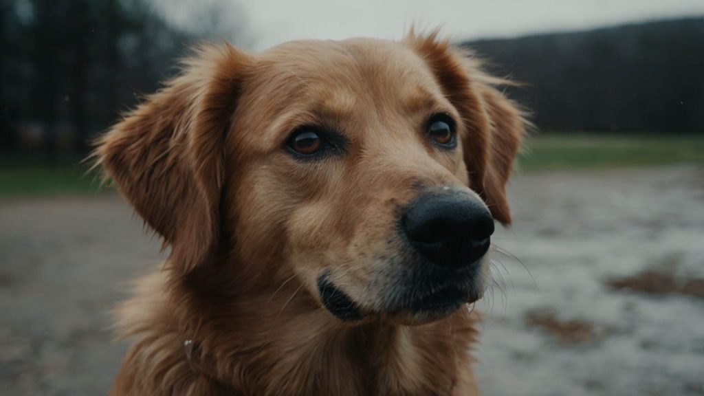 separation anxiety in dogs