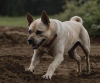 Stop a Dog From Digging