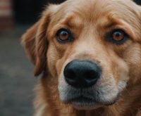 dog anxiety symptoms