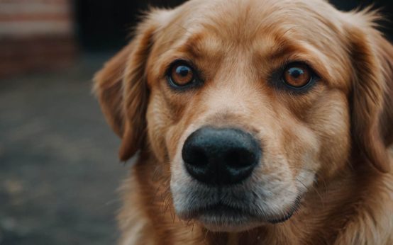 dog anxiety symptoms