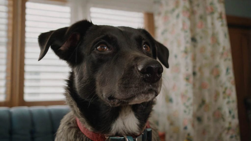 separation anxiety in dogs