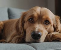 dog anxiety symptoms