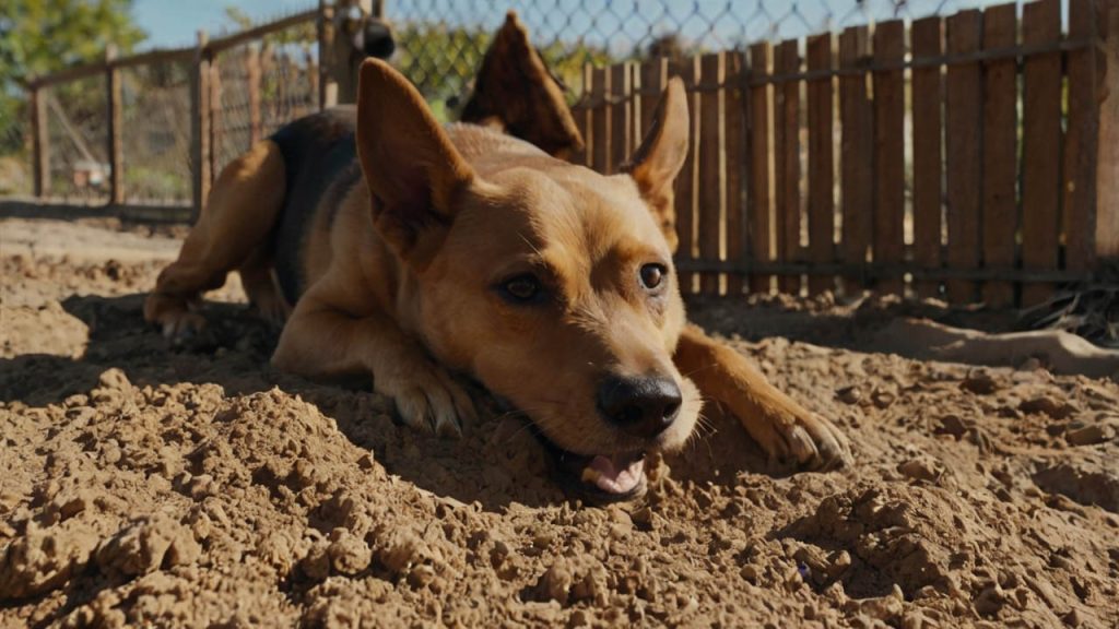 how to prevent dogs from digging under fence