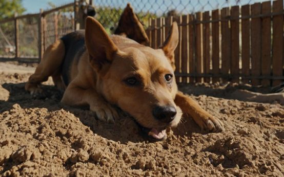 how to prevent dogs from digging under fence