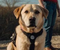 service dogs for anxiety