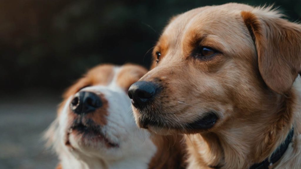 best anti anxiety for dogs