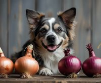 should dogs eat onions