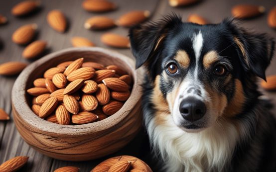 are almonds safe for dogs