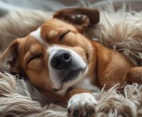 A dog resting on a bed with its body relaxed and its eyes slightly open while sleeping, a common sight that leads people to ask why do dogs sleep with their eyes open.