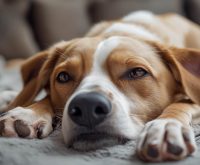 Concerned woman sitting on the living room floor next to her medium-sized dog, gently supporting its chest as the dog stretches its neck and keeps gagging without throwing up