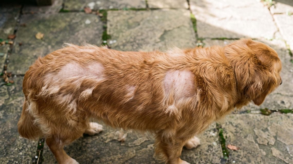 can I shave my double coated dog