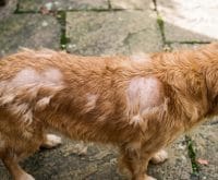 can I shave my double coated dog