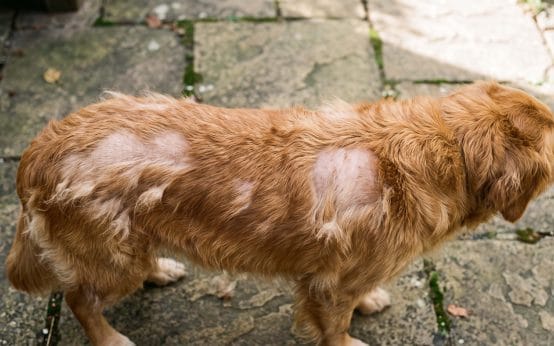 can I shave my double coated dog