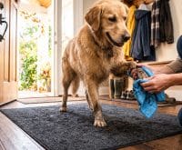 how to sweep dog hair off hardwood floors without scratching