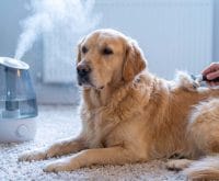why is my dog shedding in winter