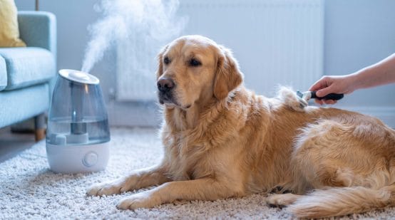 why is my dog shedding in winter