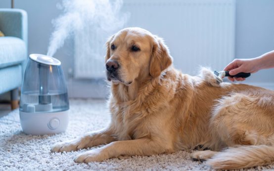 why is my dog shedding in winter