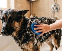 does warm water make a dog shed more during a bath