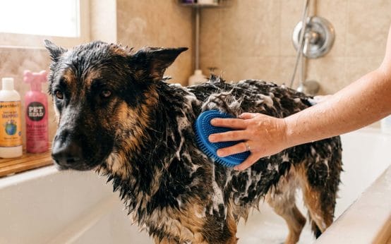 does warm water make a dog shed more during a bath