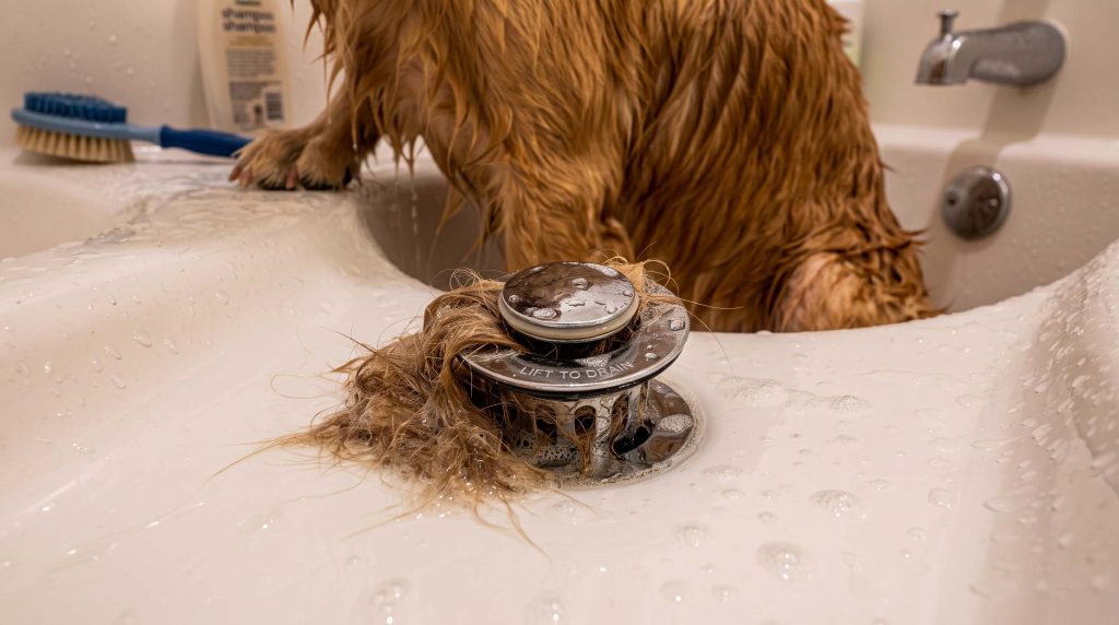 why does my dog shed so much more right after a bath