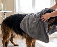 how to use an undercoat rake on a wet dog safely