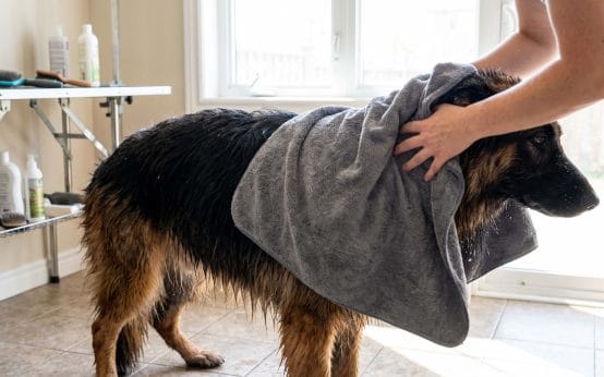 how to use an undercoat rake on a wet dog safely