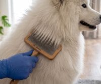how to dry a double coated dog without a high velocity dryer