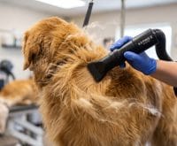 how to blow out a golden retriever coat at home
