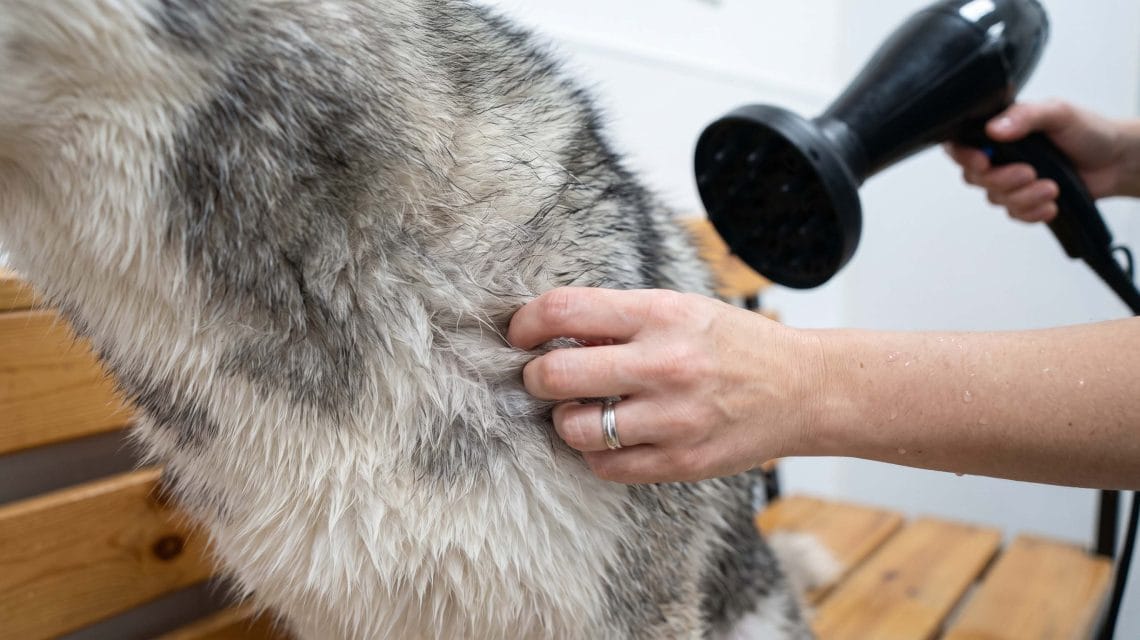 can you use regular human hair dryer on a husky
