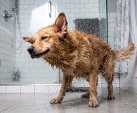 why does my dog run around crazy after a deshedding bath