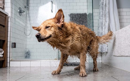 why does my dog run around crazy after a deshedding bath