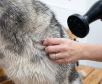 can you use regular human hair dryer on a husky