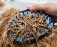 best bath brush for short haired dogs that shed a lot