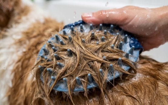 best bath brush for short haired dogs that shed a lot